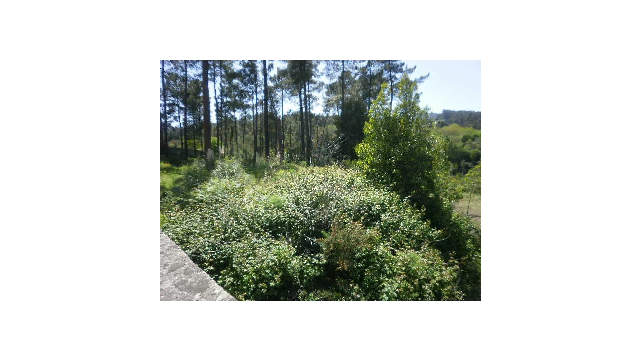 Terreno Agricola ou Rústico para Venda em Sandim, Olival, Lever e Crestuma Foto 3