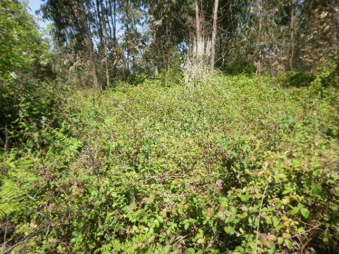 Terreno Agricola ou Rústico para Venda em Sandim, Olival, Lever e Crestuma Foto 4