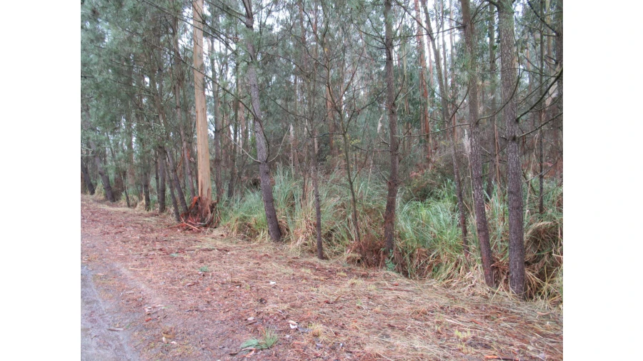 Terreno para Venda em Serzedo e Perosinho Foto 2