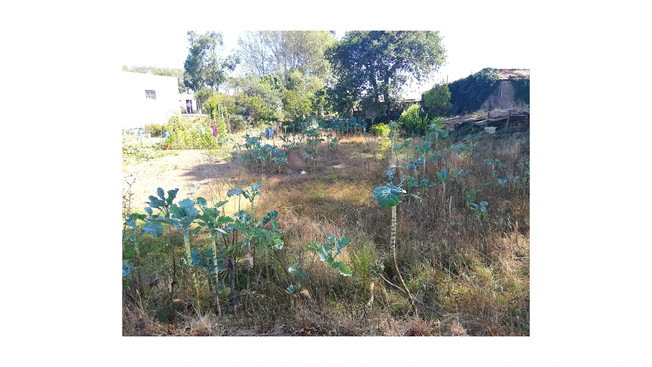 Terreno para Venda em Canidelo Foto 3