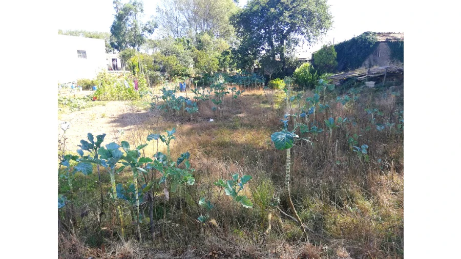 Terreno para Venda em Canidelo Foto 3
