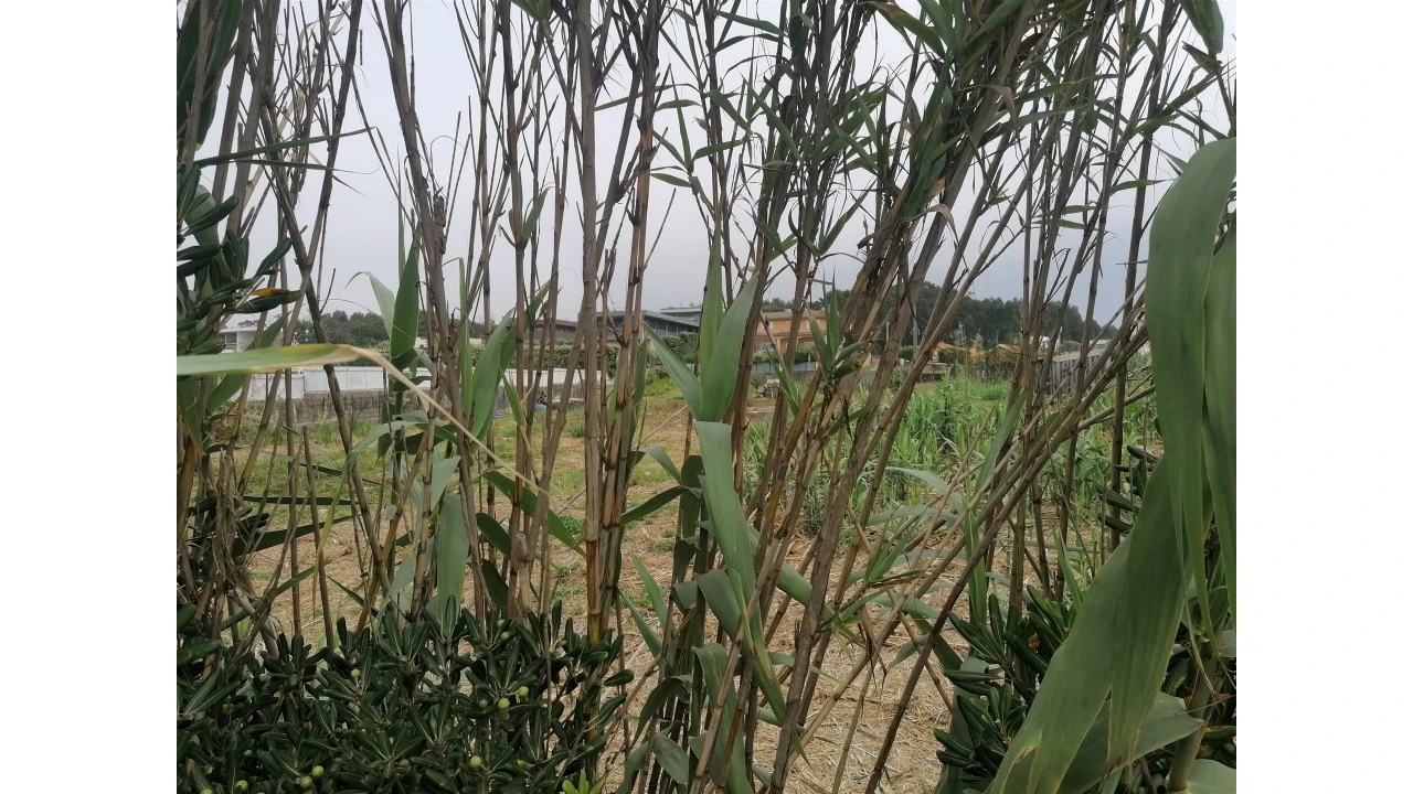 Terreno para Venda em Madalena Foto 36