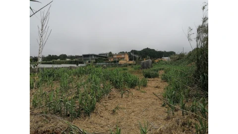 Terreno para Venda em Madalena
