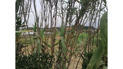 Terreno para Venda em Madalena