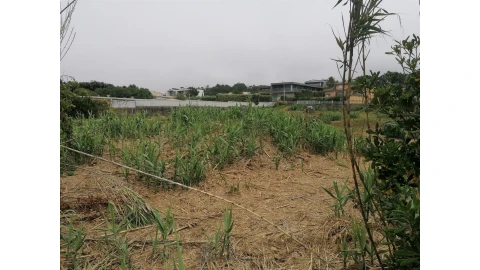 Terreno para Venda em Madalena