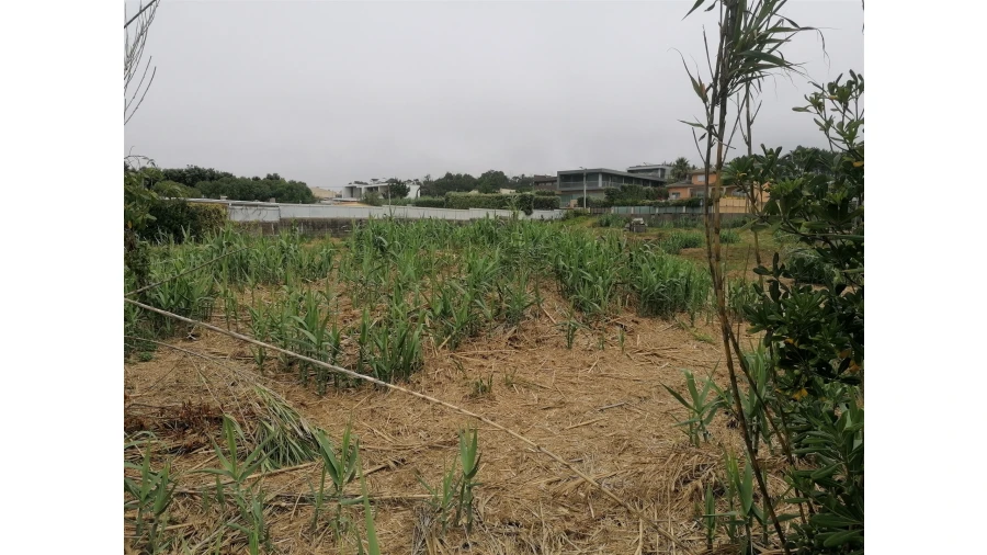 Terreno para Venda em Madalena Foto 12