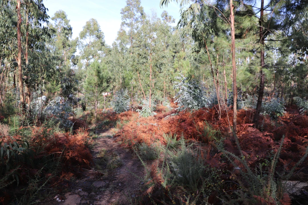 Terreno para Venda em Lustosa e Barrosas (Santo Estêvão) Foto 5