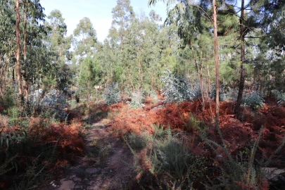Terreno para Venda em Lustosa e Barrosas (Santo Estêvão)