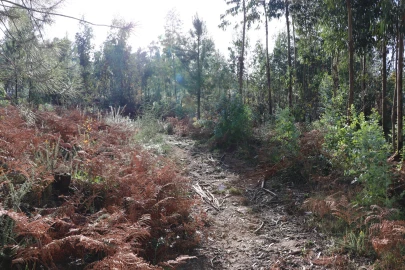 Terreno para Venda em Lustosa e Barrosas (Santo Estêvão)