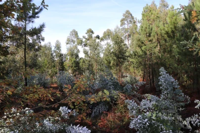Terreno para Venda em Lustosa e Barrosas (Santo Estêvão)