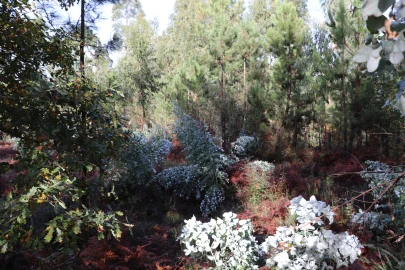 Terreno para Venda em Lustosa e Barrosas (Santo Estêvão)