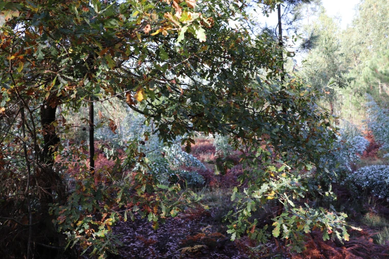 Terreno para Venda em Lustosa e Barrosas (Santo Estêvão) Foto 3