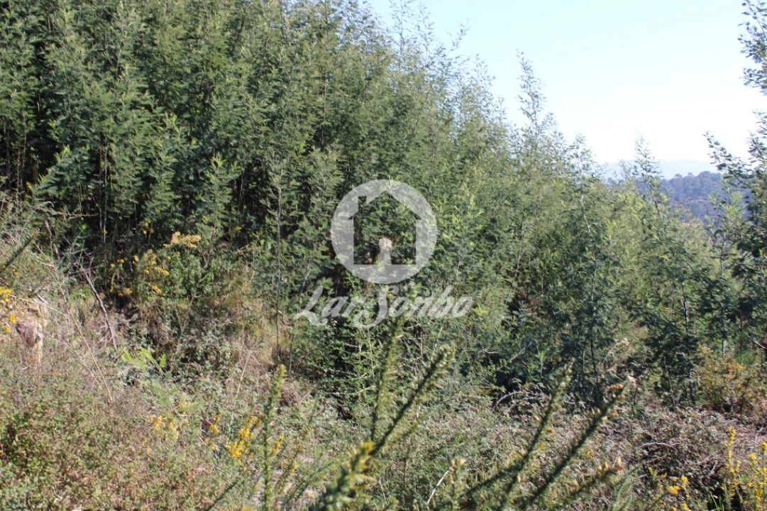 Terreno para Venda em Escariz (São Mamede) e Escariz (São Martinho) Foto 6