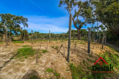 Quinta T0 para Venda em Silgueiros