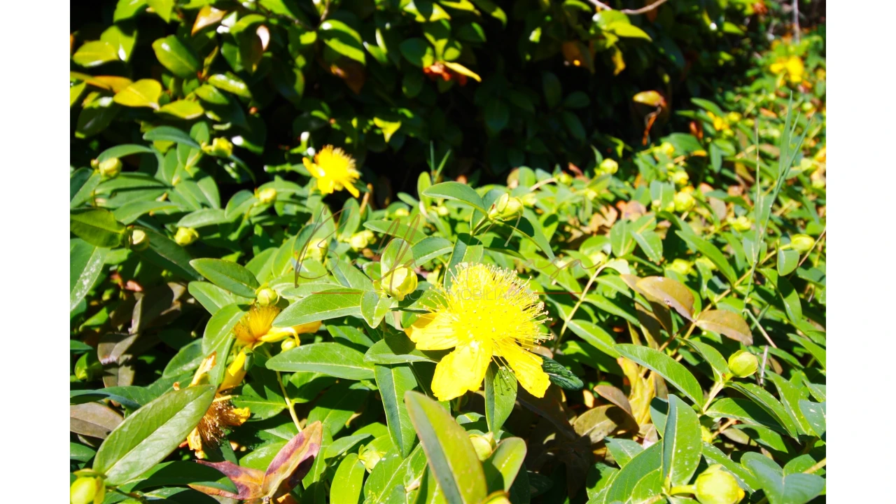 Moradia T5 para Venda em Lamego (Almacave e Sé) Foto 34