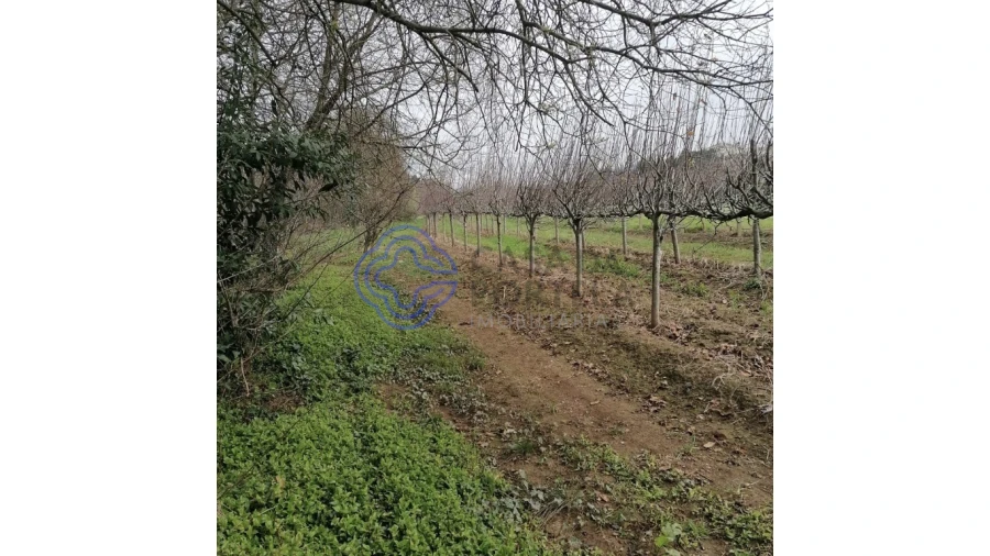 Terreno para Venda em Ermesinde Foto 5