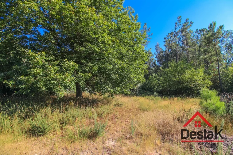 Quinta T0 para Venda em Carvalhais e Candal Foto 6