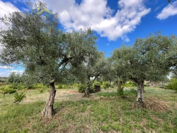 Terreno Agricola ou Rústico para Venda em Freixial e Juncal do Campo