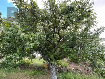 Terreno Agricola ou Rústico para Venda em Freixial e Juncal do Campo