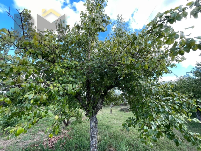 Terreno Agricola ou Rústico para Venda em Freixial e Juncal do Campo Foto 7