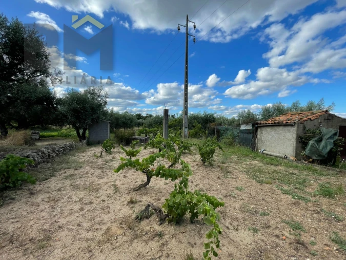 Terreno Agricola ou Rústico para Venda em Freixial e Juncal do Campo Foto 17