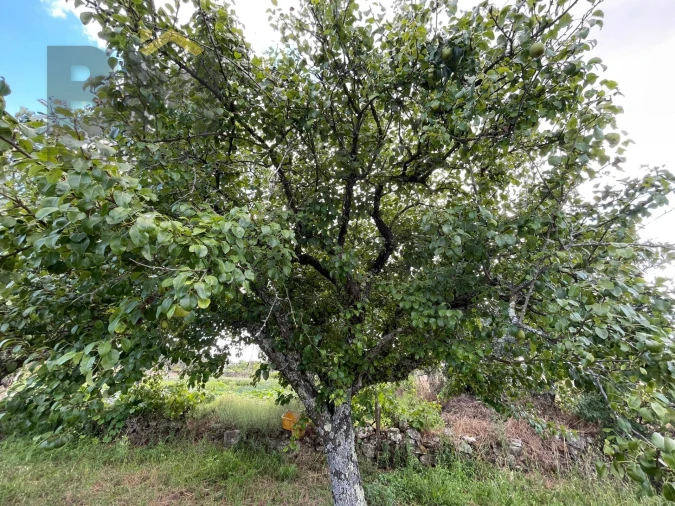 Terreno Agricola ou Rústico para Venda em Freixial e Juncal do Campo Foto 8
