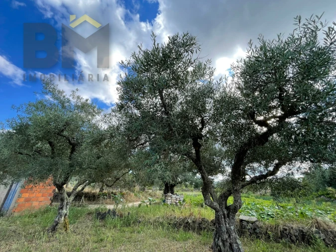 Terreno Agricola ou Rústico para Venda em Freixial e Juncal do Campo Foto 12