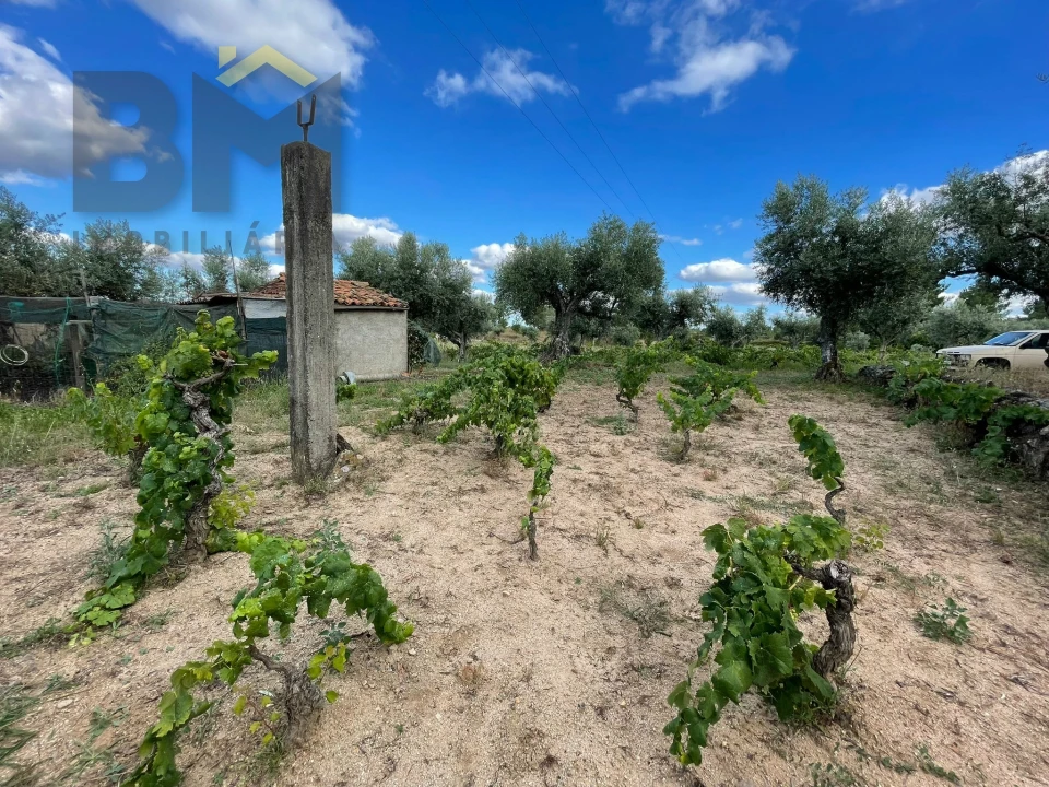 Terreno Agricola ou Rústico para Venda em Freixial e Juncal do Campo Foto 16