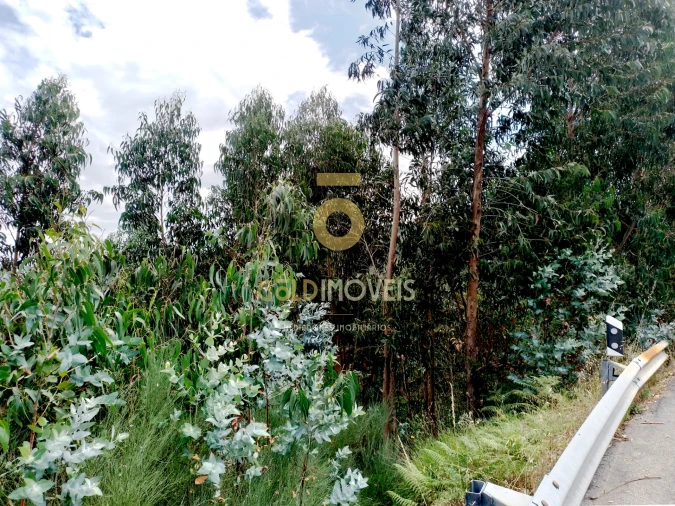 Terreno Agricola ou Rústico para Venda em Raiva, Pedorido e Paraíso Foto 5