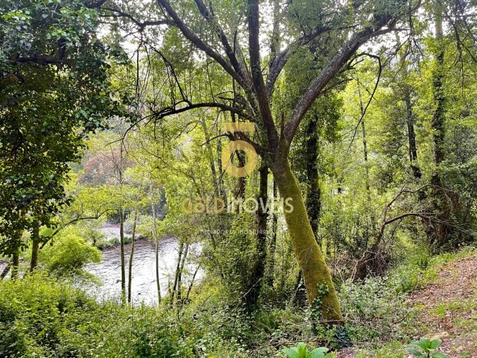 Terreno Agricola ou Rústico para Venda em Travanca Foto 3