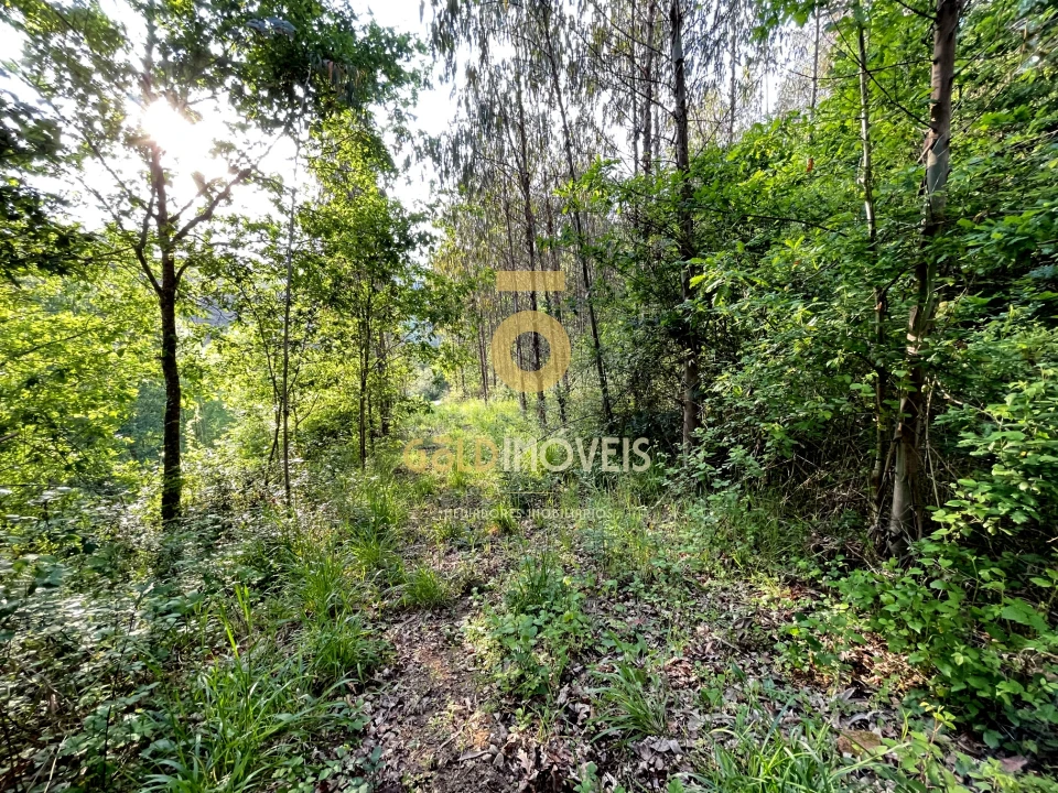 Terreno Agricola ou Rústico para Venda em Travanca Foto 13