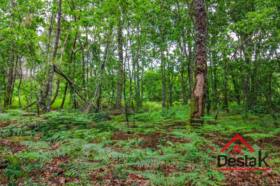 Terreno Agricola ou Rústico para Venda em São Pedro do Sul, Várzea e Baiões Foto 1