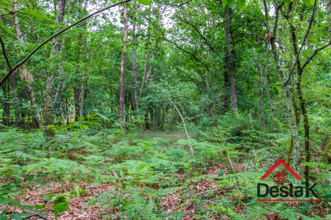 Terreno Agricola ou Rústico para Venda em São Pedro do Sul, Várzea e Baiões Foto 5