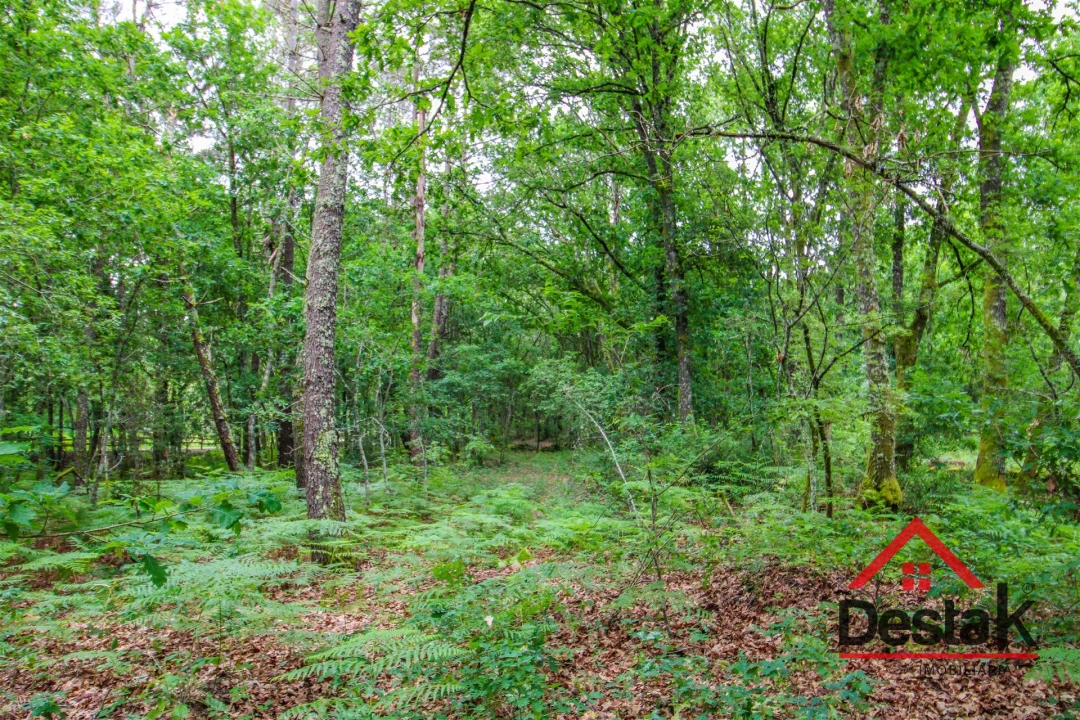 Terreno Agricola ou Rústico para Venda em São Pedro do Sul, Várzea e Baiões Foto 2