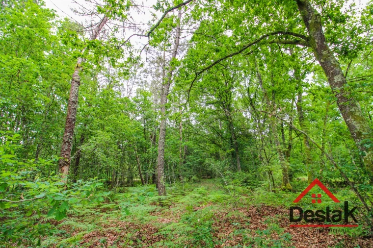 Terreno Agricola ou Rústico para Venda em São Pedro do Sul, Várzea e Baiões Foto 3