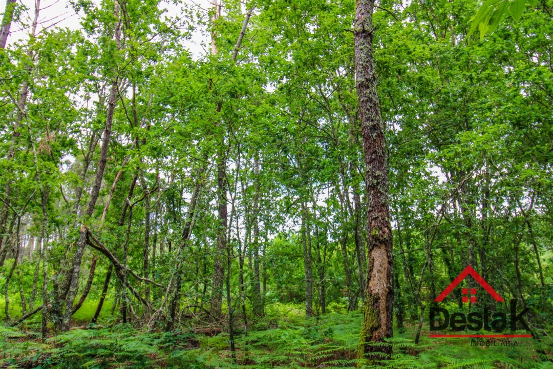 Terreno Agricola ou Rústico para Venda em São Pedro do Sul, Várzea e Baiões Foto 4