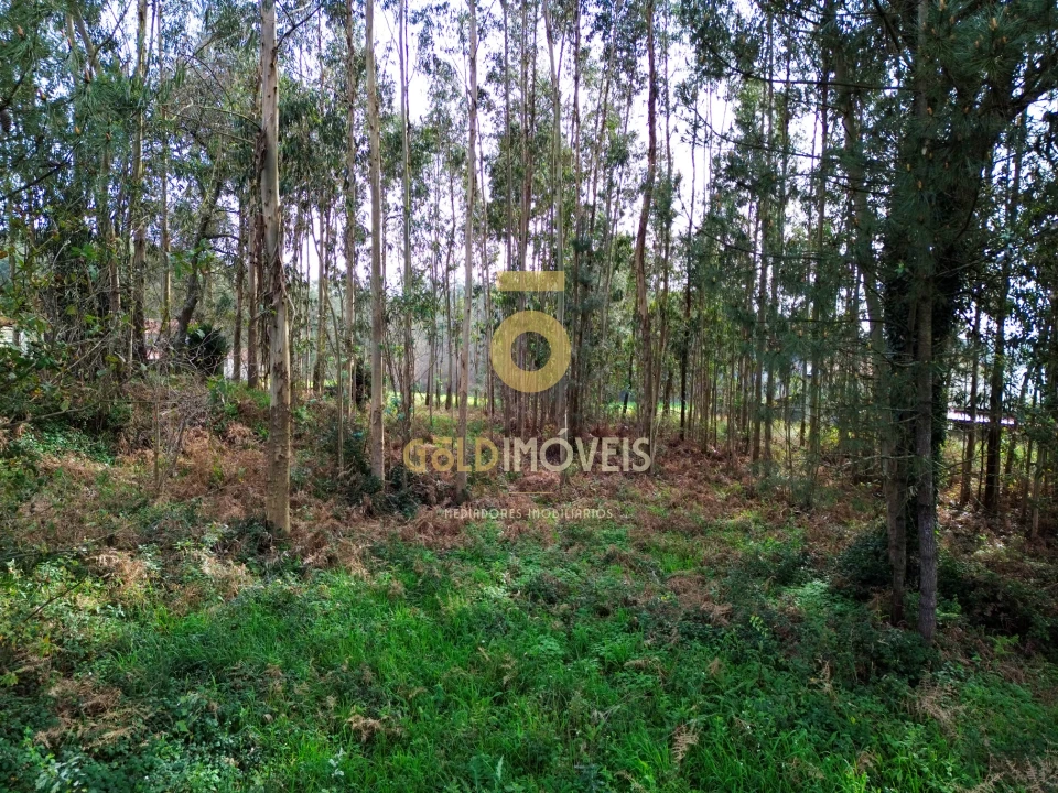 Terreno Agricola ou Rústico para Venda em São Martinho da Gandara Foto 11