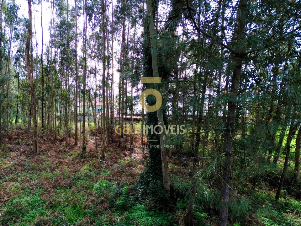 Terreno Agricola ou Rústico para Venda em São Martinho da Gandara Foto 15