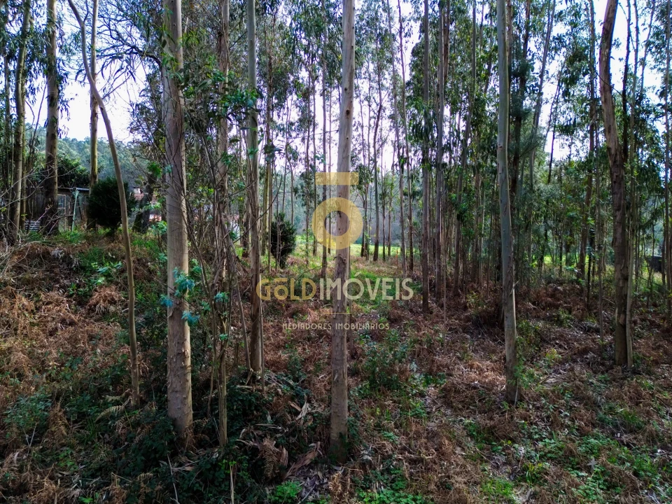 Terreno Agricola ou Rústico para Venda em São Martinho da Gandara Foto 16