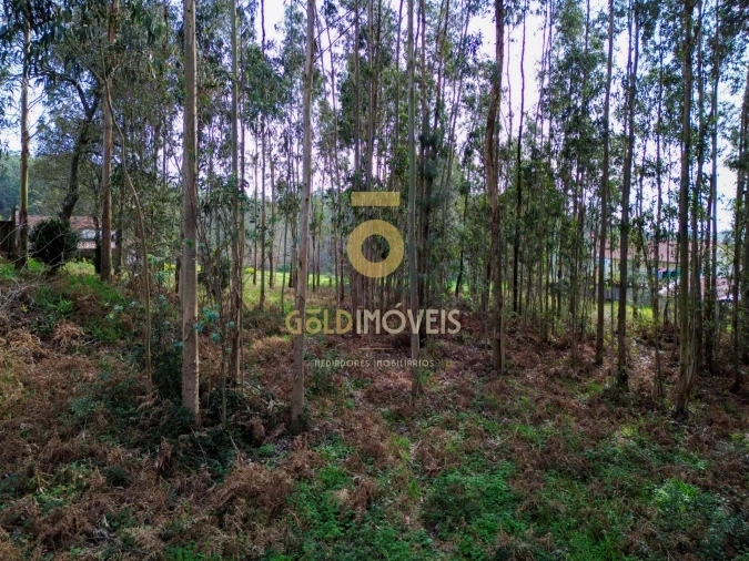 Terreno Agricola ou Rústico para Venda em São Martinho da Gandara Foto 12