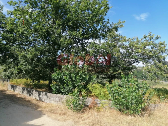 Terreno Agricola ou Rústico para Venda em São Cipriano e Vil de Souto Foto 3
