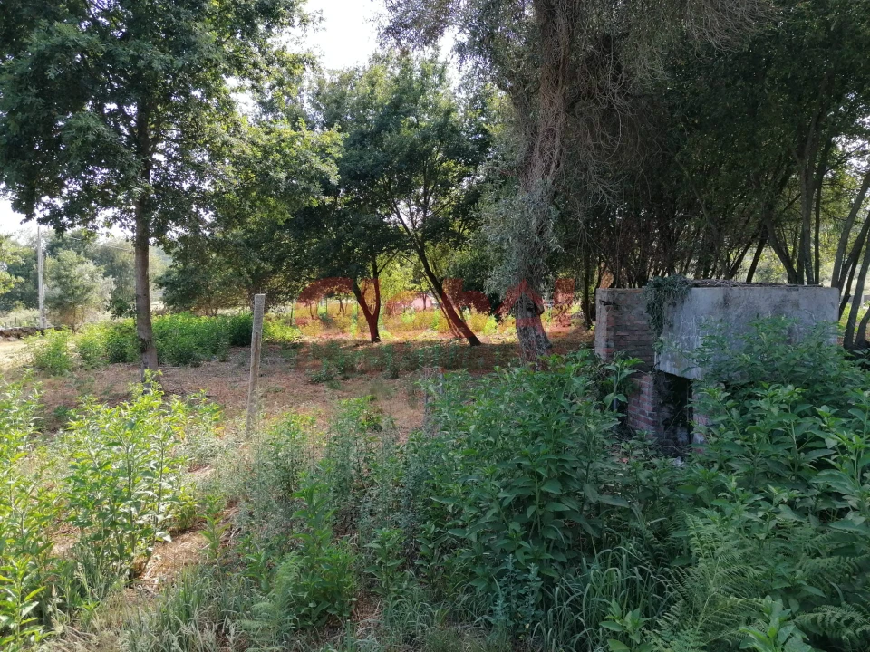 Terreno Misto para Venda em São Cipriano e Vil de Souto Foto 5