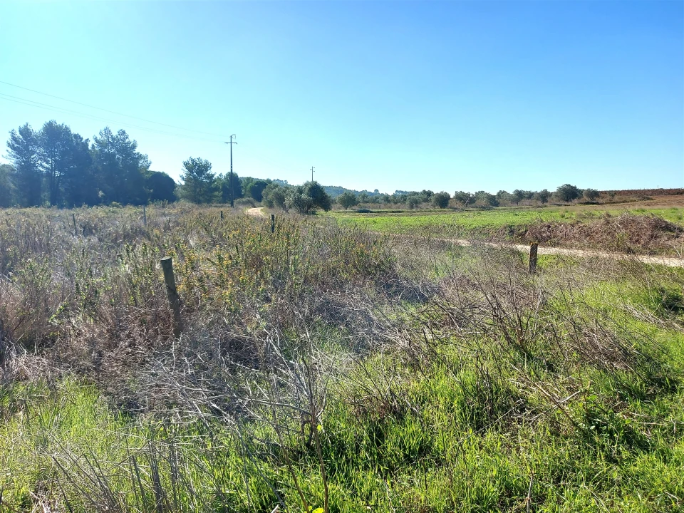 Terreno Agricola ou Rústico para Venda em Abrigada e Cabanas de Torres Foto 19