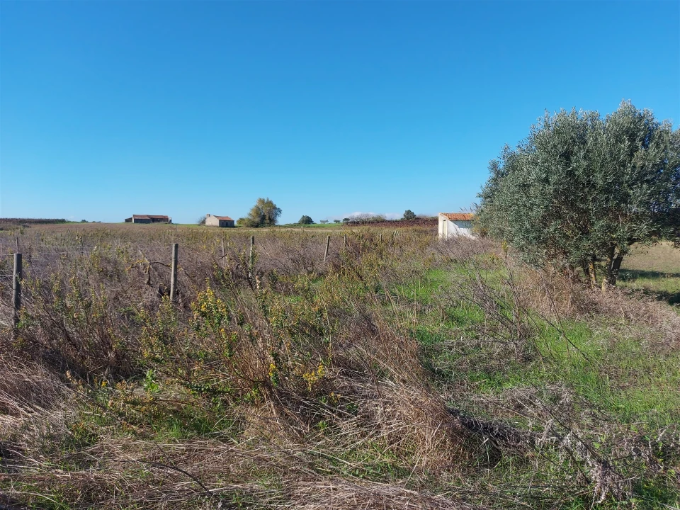 Terreno Agricola ou Rústico para Venda em Abrigada e Cabanas de Torres Foto 2