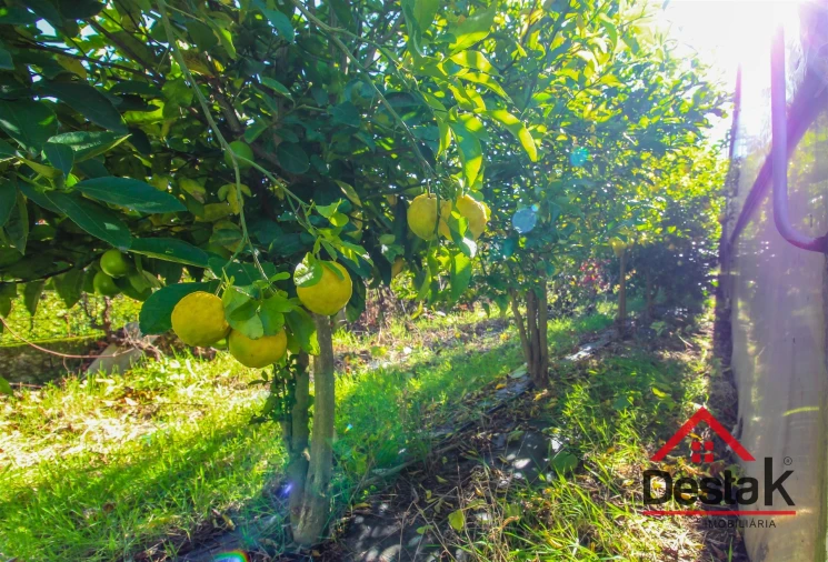 Terreno para Venda em São Miguel do Mato Foto 12
