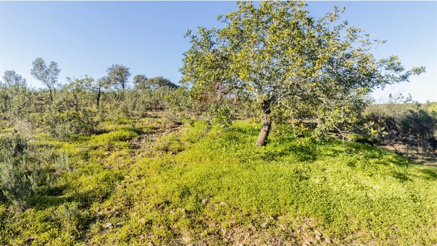 Terreno Agricola ou Rústico para Venda em Azinhal Foto 4
