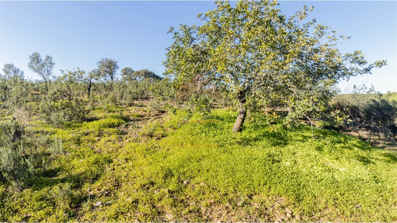 Terreno Agricola ou Rústico para Venda em Azinhal Foto 4