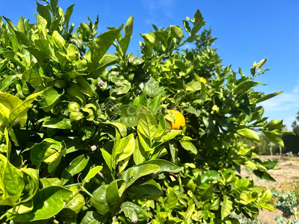 Quinta T4 para Venda em Alcochete Foto 39