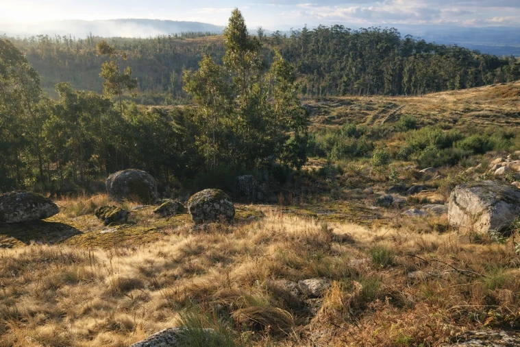 Terreno para Venda em Sanfins Lamoso Codessos Foto 4
