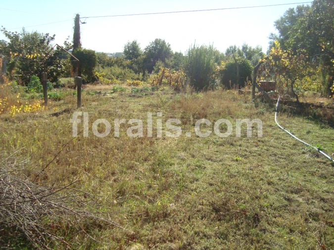 Terreno para Venda em Viseu Foto 4